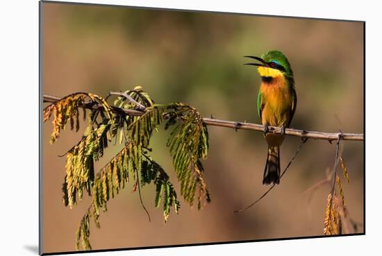 Kafue National Park, Zambia. Portrait Of A Little Bee-Eater (Merops Pusillus)-Karine Aigner-Mounted Photographic Print