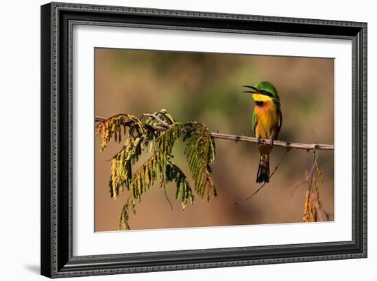 Kafue National Park, Zambia. Portrait Of A Little Bee-Eater (Merops Pusillus)-Karine Aigner-Framed Photographic Print