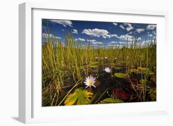 Kafue NP, Zambia. Blue Egyptian Water Lilies Or Sacred Blue Lilies Nymphaea Caerulea-Karine Aigner-Framed Photographic Print