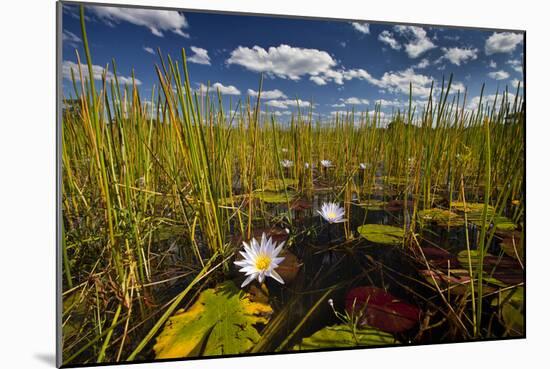 Kafue NP, Zambia. Blue Egyptian Water Lilies Or Sacred Blue Lilies Nymphaea Caerulea-Karine Aigner-Mounted Photographic Print