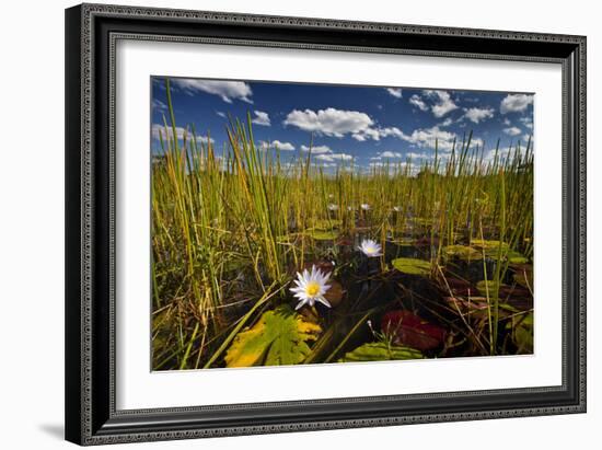 Kafue NP, Zambia. Blue Egyptian Water Lilies Or Sacred Blue Lilies Nymphaea Caerulea-Karine Aigner-Framed Photographic Print