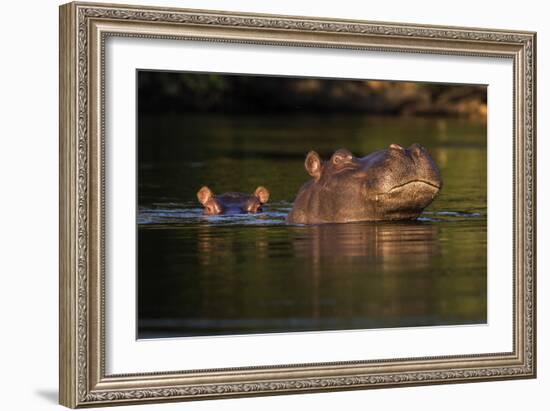 Kafue NP, Zambia, Portrait Of Adult & Juvenile Hippopotamus (Hippopotamus Amphibius), Kafue River-Karine Aigner-Framed Photographic Print