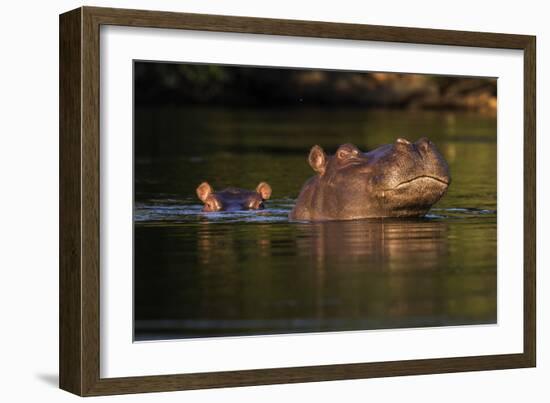 Kafue NP, Zambia, Portrait Of Adult & Juvenile Hippopotamus (Hippopotamus Amphibius), Kafue River-Karine Aigner-Framed Photographic Print