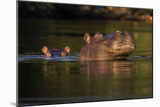 Kafue NP, Zambia, Portrait Of Adult & Juvenile Hippopotamus (Hippopotamus Amphibius), Kafue River-Karine Aigner-Mounted Photographic Print