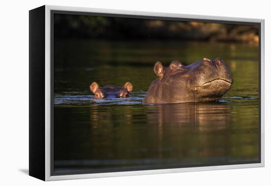 Kafue NP, Zambia, Portrait Of Adult & Juvenile Hippopotamus (Hippopotamus Amphibius), Kafue River-Karine Aigner-Framed Premier Image Canvas