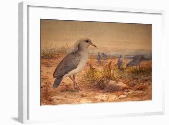 Kagu (Rhinochetus Jubatus), C.1851-76-Joseph Wolf-Framed Giclee Print