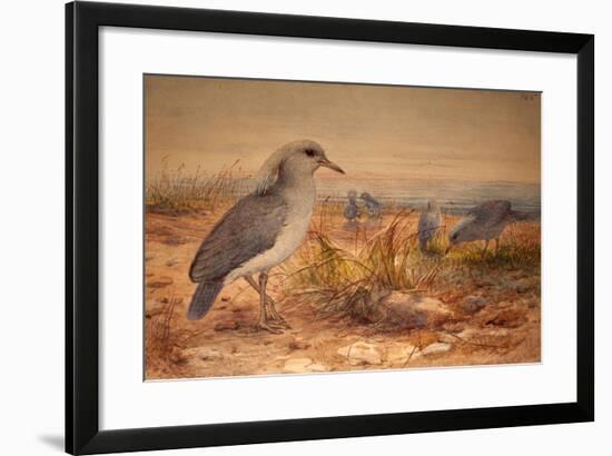 Kagu (Rhinochetus Jubatus), C.1851-76-Joseph Wolf-Framed Giclee Print