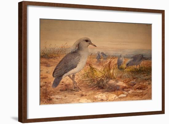 Kagu (Rhinochetus Jubatus), C.1851-76-Joseph Wolf-Framed Giclee Print