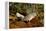 Kagus (Rhynochetos Jubatus) New Caledonia-Daniel Heuclin-Framed Premier Image Canvas