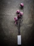The Purple Tulip-Kahar Lagaa-Photographic Print