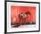 Kahlua Lark-Richard McLean-Framed Limited Edition