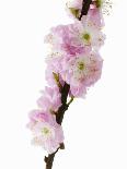 Almond Blossom on a Branch-Kai Stiepel-Framed Photographic Print