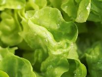 Fresh Lettuce-Kai Stiepel-Framed Photographic Print