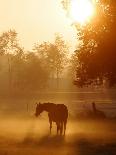 A Horse Stands in a Meadow in Early Morning Fog in Langenhagen Germany, Oct 17, 2006-Kai-uwe Knoth-Photographic Print