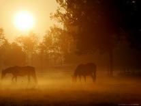 A Horse Stands in a Meadow in Early Morning Fog in Langenhagen Germany, Oct 17, 2006-Kai-uwe Knoth-Premier Image Canvas