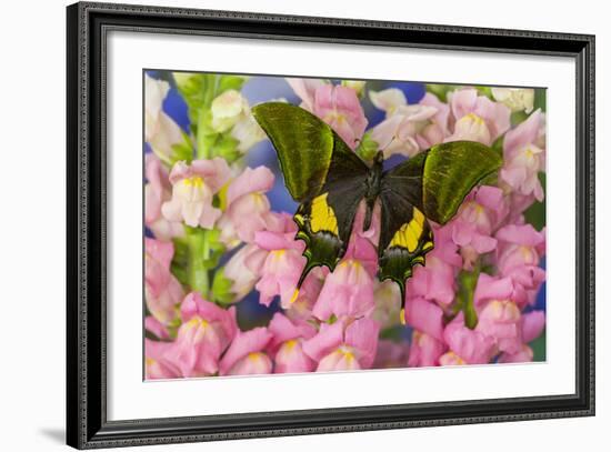 Kaiser-I-Hind or Emperor of India Butterfly, Teinopalpus Imperialis-Darrell Gulin-Framed Photographic Print