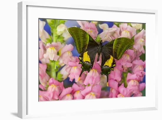 Kaiser-I-Hind or Emperor of India Butterfly, Teinopalpus Imperialis-Darrell Gulin-Framed Photographic Print