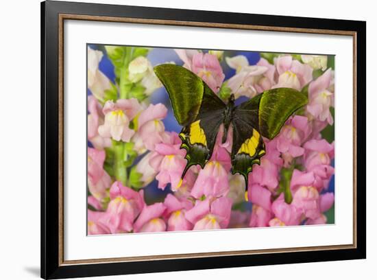 Kaiser-I-Hind or Emperor of India Butterfly, Teinopalpus Imperialis-Darrell Gulin-Framed Photographic Print