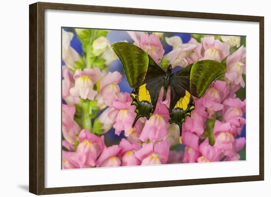 Kaiser-I-Hind or Emperor of India Butterfly, Teinopalpus Imperialis-Darrell Gulin-Framed Photographic Print