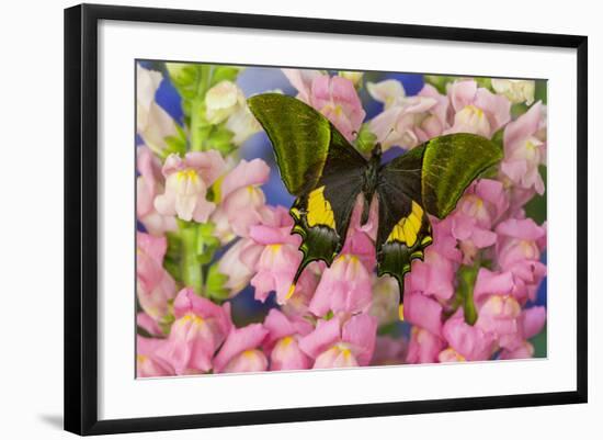 Kaiser-I-Hind or Emperor of India Butterfly, Teinopalpus Imperialis-Darrell Gulin-Framed Photographic Print