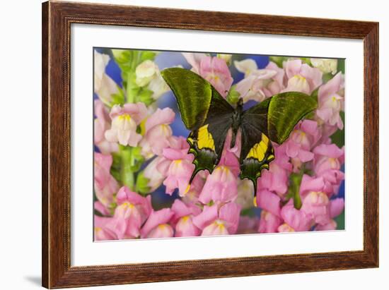 Kaiser-I-Hind or Emperor of India Butterfly, Teinopalpus Imperialis-Darrell Gulin-Framed Photographic Print