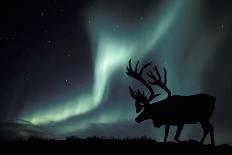 Aurora Borealis And Caribou-Kaj Svensson-Photographic Print