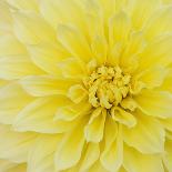 Dahlia Flower-Kaj Svensson-Premium Photographic Print