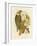 Kaka Parrot, 1891-Gracius Broinowski-Framed Giclee Print