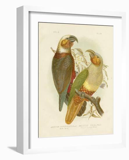 Kaka Parrot, 1891-Gracius Broinowski-Framed Giclee Print