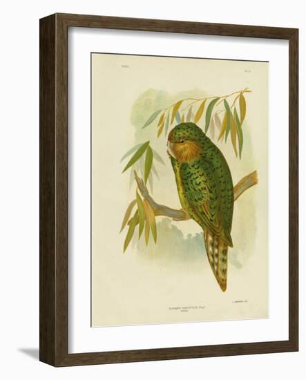 Kakapo, 1891-Gracius Broinowski-Framed Giclee Print