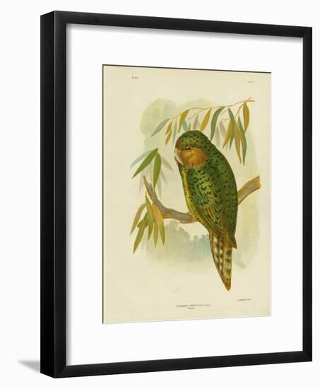 Kakapo, 1891-Gracius Broinowski-Framed Giclee Print