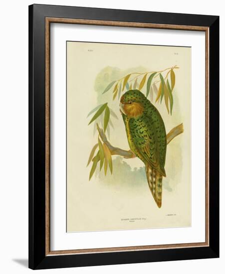 Kakapo, 1891-Gracius Broinowski-Framed Giclee Print