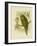 Kakapo, 1891-Gracius Broinowski-Framed Giclee Print