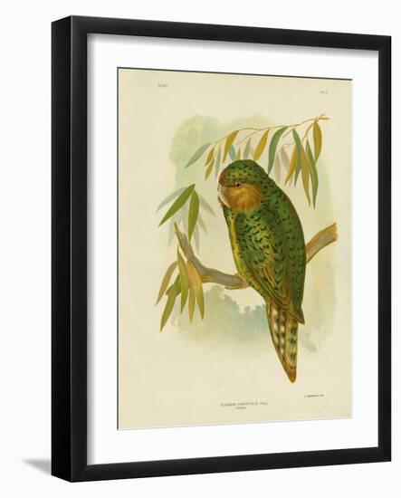 Kakapo, 1891-Gracius Broinowski-Framed Giclee Print