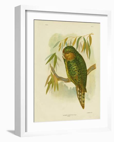 Kakapo, 1891-Gracius Broinowski-Framed Giclee Print