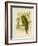 Kakapo, 1891-Gracius Broinowski-Framed Giclee Print