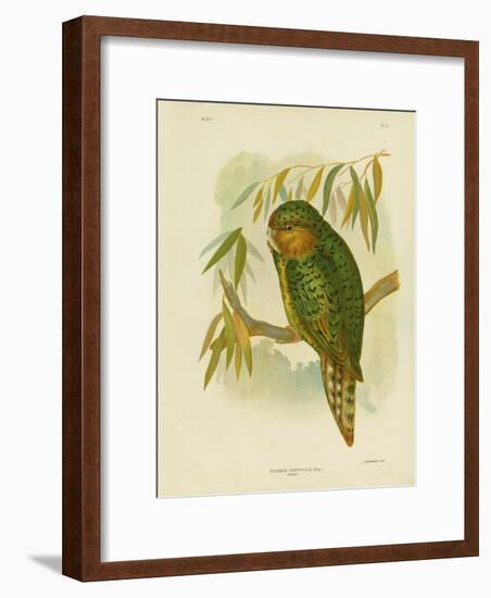 Kakapo, 1891-Gracius Broinowski-Framed Giclee Print