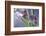 Kala-Heidi Westum-Framed Photographic Print