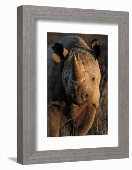 Kalahari Desert of Botswana, South Africa, and Namibia, black rhinoceros.-Art Wolfe-Framed Photographic Print