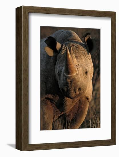 Kalahari Desert of Botswana, South Africa, and Namibia, black rhinoceros.-Art Wolfe-Framed Photographic Print
