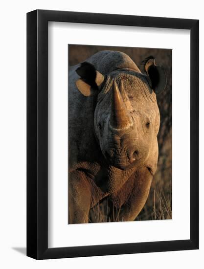 Kalahari Desert of Botswana, South Africa, and Namibia, black rhinoceros.-Art Wolfe-Framed Photographic Print