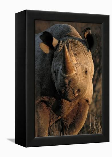 Kalahari Desert of Botswana, South Africa, and Namibia, black rhinoceros.-Art Wolfe-Framed Premier Image Canvas