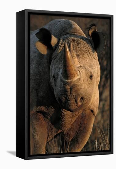 Kalahari Desert of Botswana, South Africa, and Namibia, black rhinoceros.-Art Wolfe-Framed Premier Image Canvas