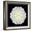 Kaleidoscope Dahlia Black-David Bookbinder-Framed Premium Giclee Print