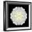 Kaleidoscope Dahlia Black-David Bookbinder-Framed Premium Giclee Print