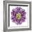 Kaleidoscopic Chrystanthemum Flower Mandala-tr3gi-Framed Art Print