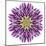 Kaleidoscopic Chrystanthemum Flower Mandala-tr3gi-Mounted Art Print