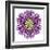 Kaleidoscopic Chrystanthemum Flower Mandala-tr3gi-Framed Art Print