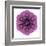 Kaleidoscopic Chrystanthemum Flower Mandala-tr3gi-Framed Art Print