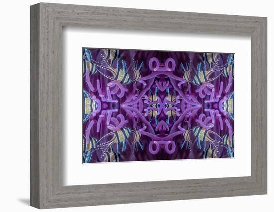 Kaleidoscopic image of Banggai cardinalfish in sea anemone, North Sulawesi, Indonesia-Georgette Douwma-Framed Photographic Print